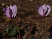 Cyclamen mirabile (1).JPG