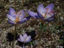 Crocus pulchellus.JPG