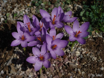 Crocus ligusticus _Millesimo_ (3).JPG