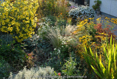 Herbst gelb 1