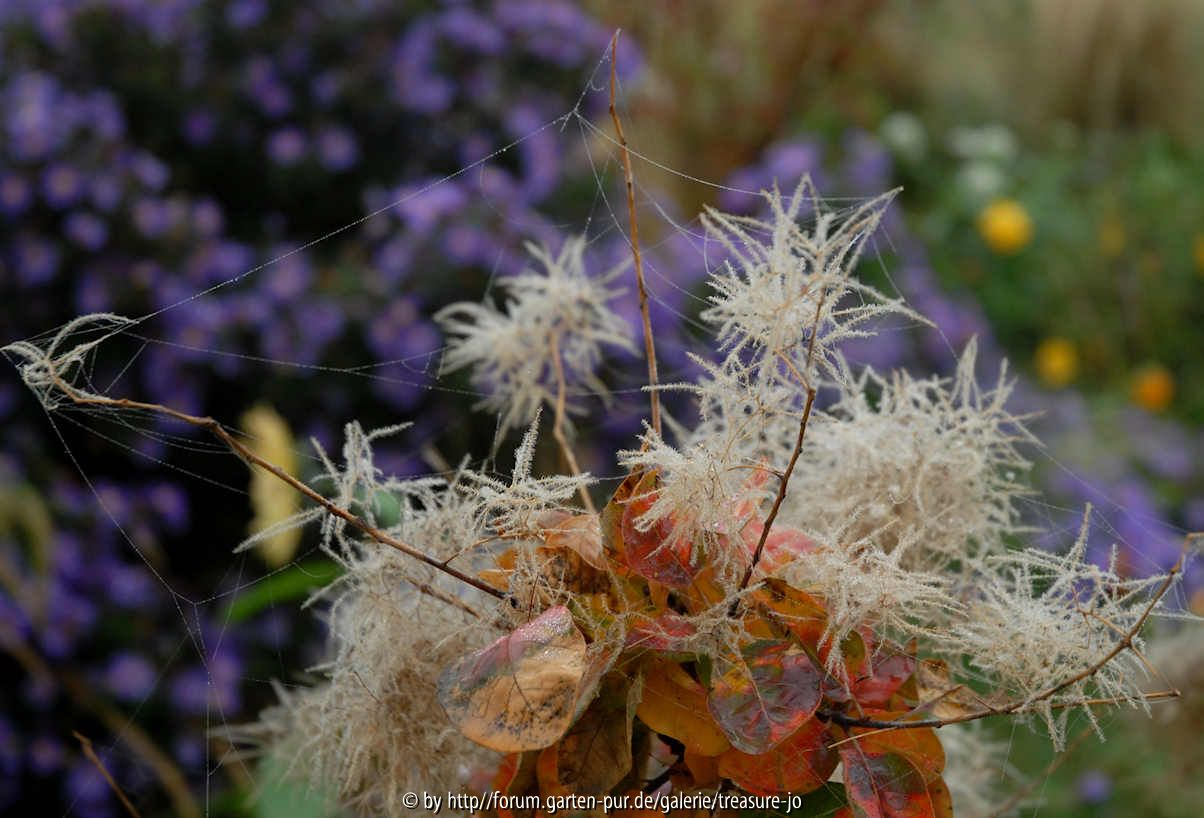 Herbst Astern 6