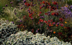 Herbst Astern 7