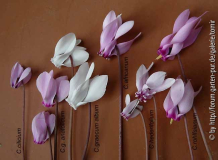 cyclamenblüte.jpg