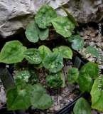 C_ hederifolium _dark purple_ 10_10.jpg