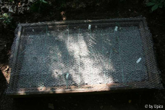 Hellebsaat2010.jpg