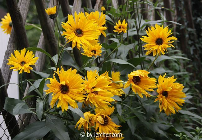 Stauden-Sonnenblume (Helianthus atrorubens 