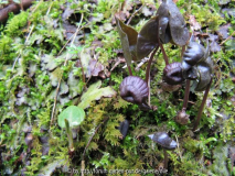 Austrieb Asarum
