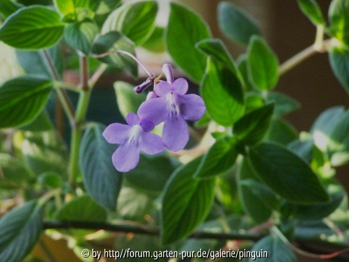 Streptocarpus