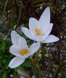 Crocus