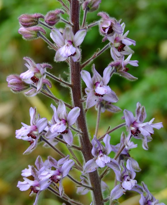 Delphinium requienii - Blüte