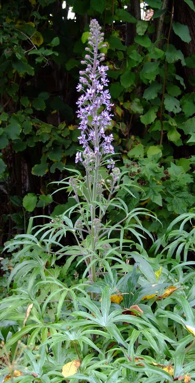 Delphinium requienii