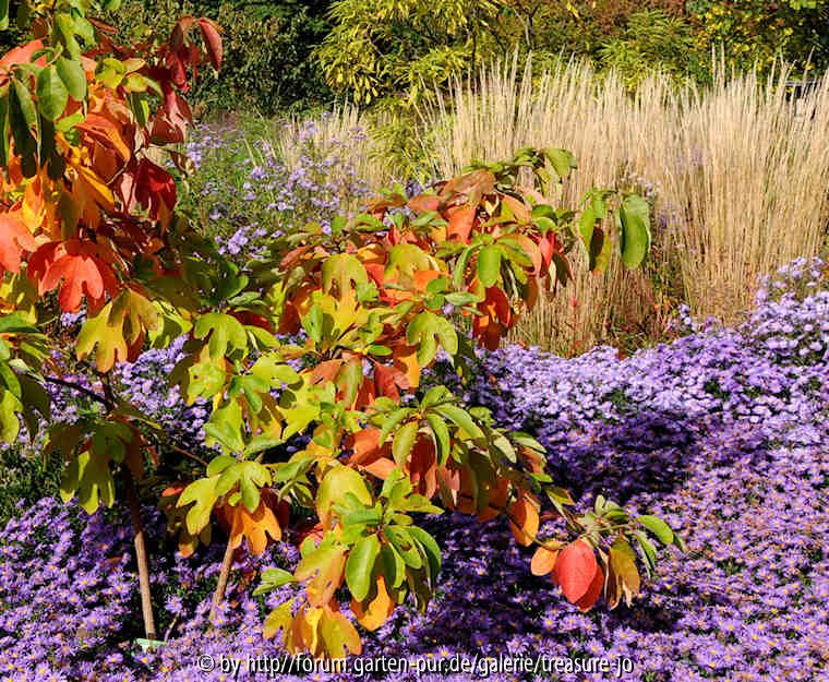 Sassafras