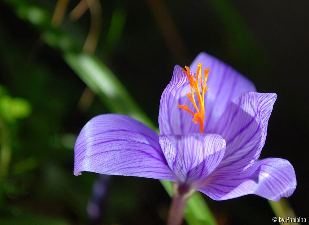 Crocus speciosus Aino