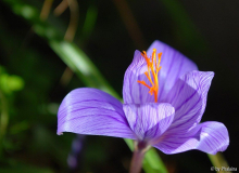 Crocus speciosus Aino