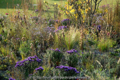 Aster 'Purple Dome'