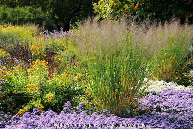 Panicum 201010