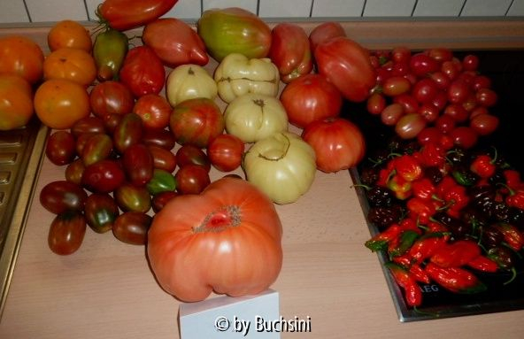 Tomatenernte