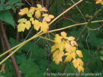Thalictrum Elin