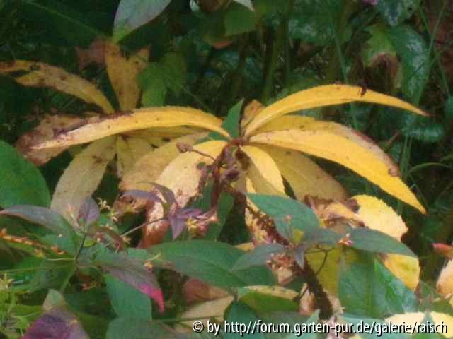 Veronicastrum
