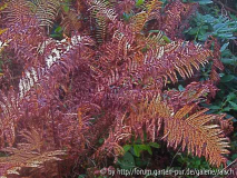 Matteucia