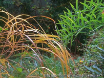 Miscanthus/Polygonatum