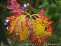 Brombeere