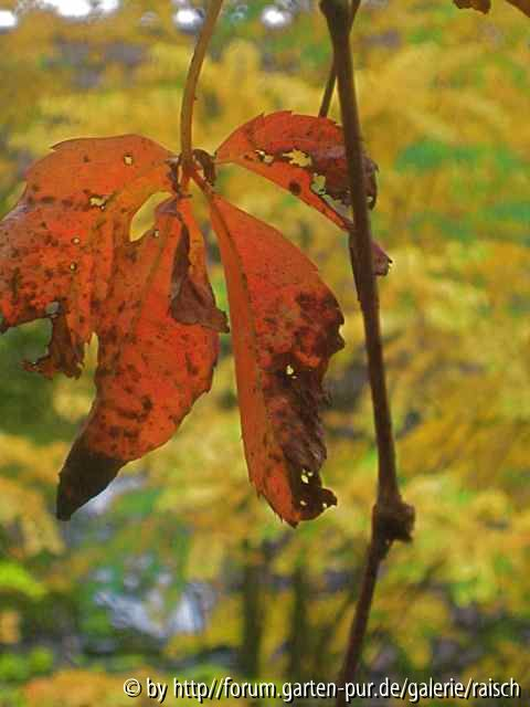 W. Wein vor Katsura