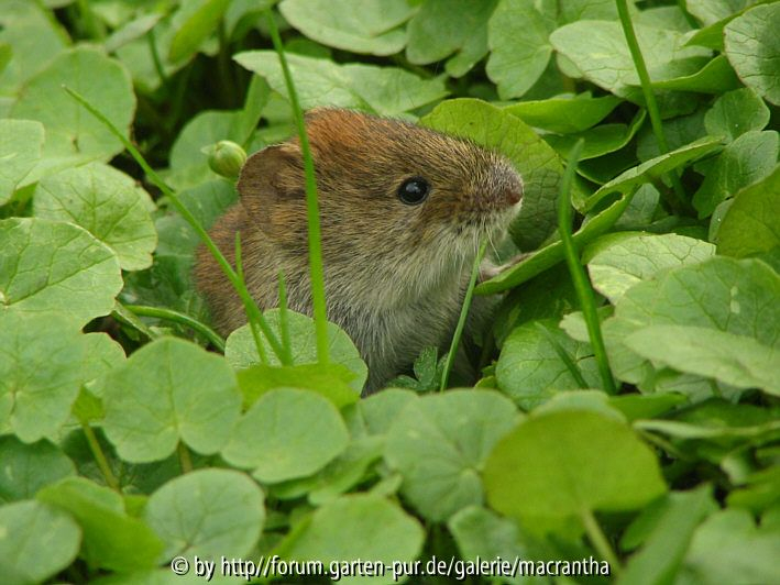 Maus im Scharbockskraut