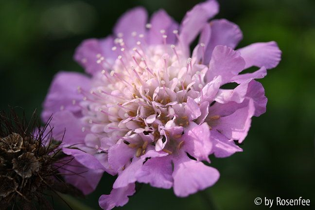 Skabiosenblüte