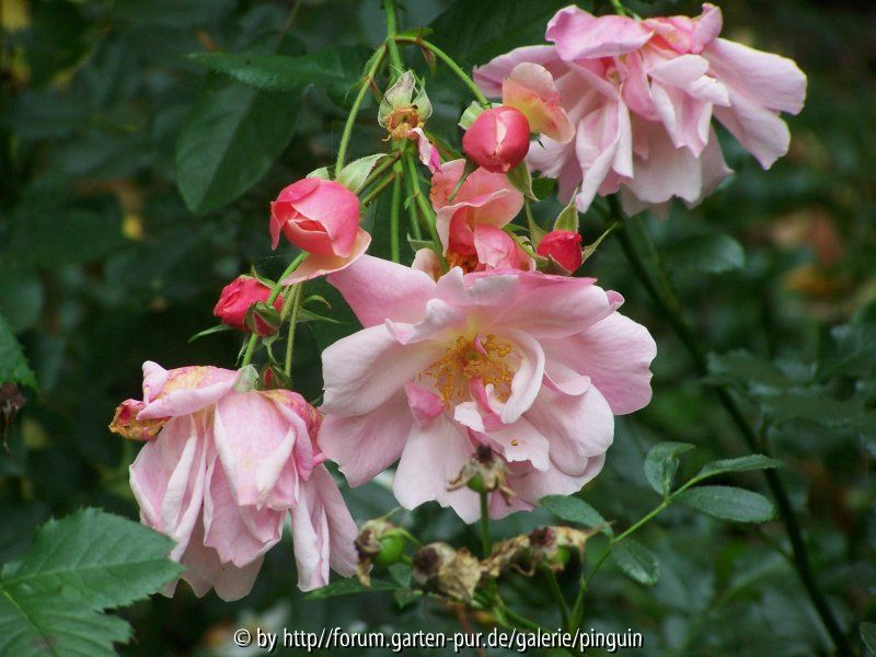 Rose Märchenland