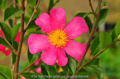 Camellia sasanqua rood onbekend