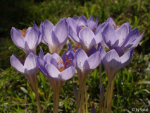 Crocus pulchellus (4).JPG