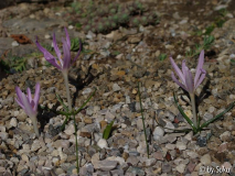 Colchicum parlatoris.JPG