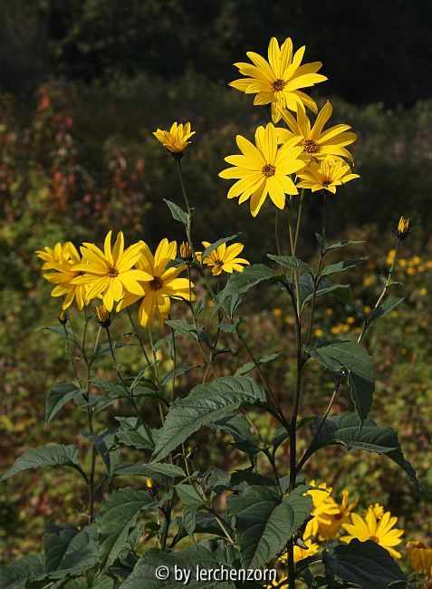 Topinambur (Helianthus tuberosus)