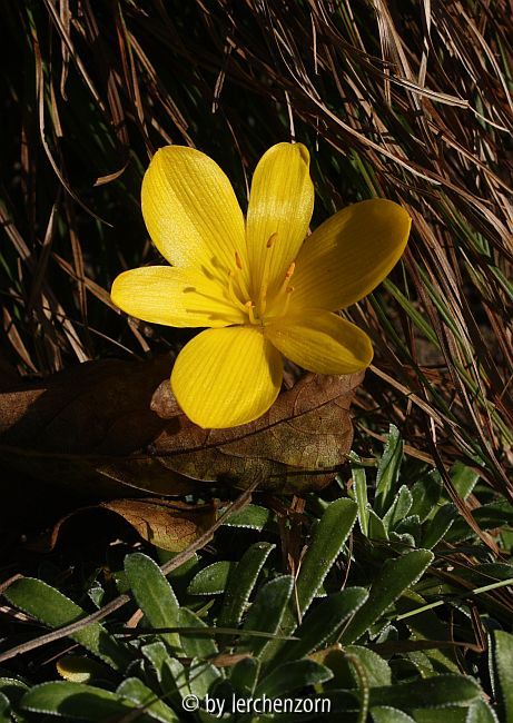 Sternbergia lutea