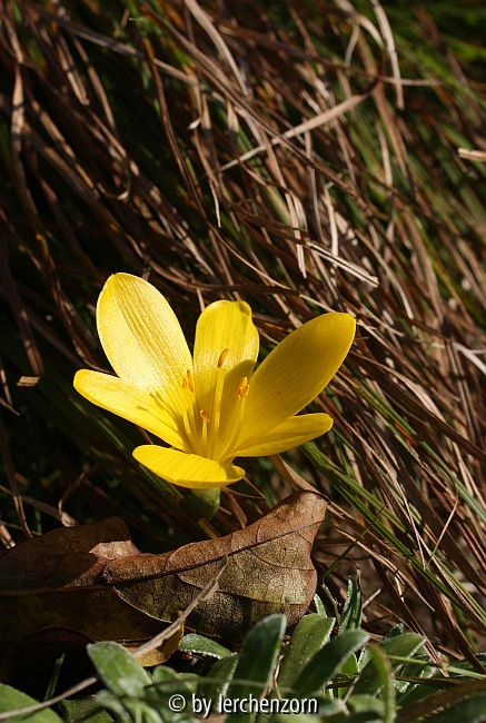 Sternbergia lutea