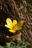 Sternbergia lutea