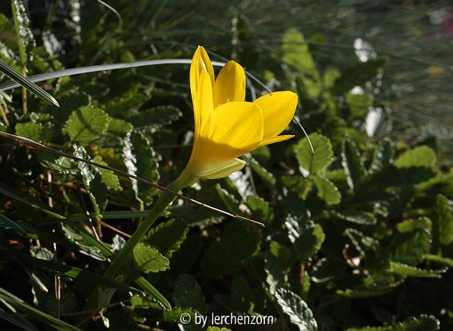 Sternbergia lutea