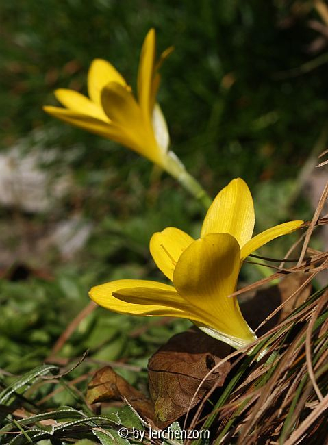 Sternbergia lutea