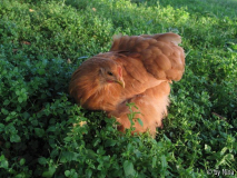 Rosetta in der Vogelmiere