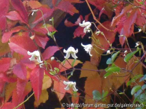 W. Wein m. Clematis