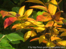 Stewartia
