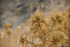 Serifos 12