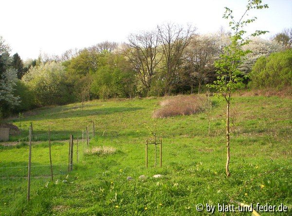 Wiese im April
