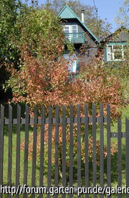 Acer Ginnala (Feuerahorn)