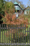 Acer Ginnala (Feuerahorn)