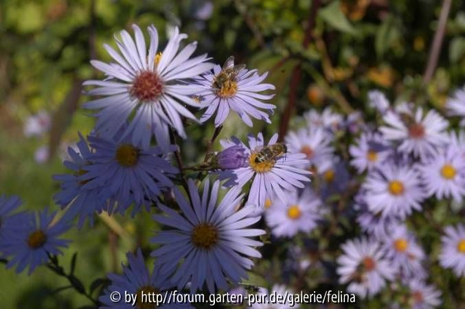 Aster Lady in black