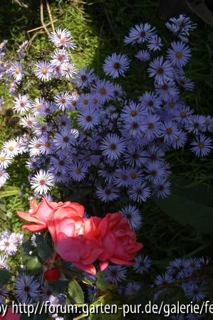 Aster Lady in black mit Rose
