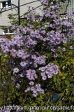 Aster Lady in black Staude