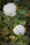 Glamis und Thalictrum